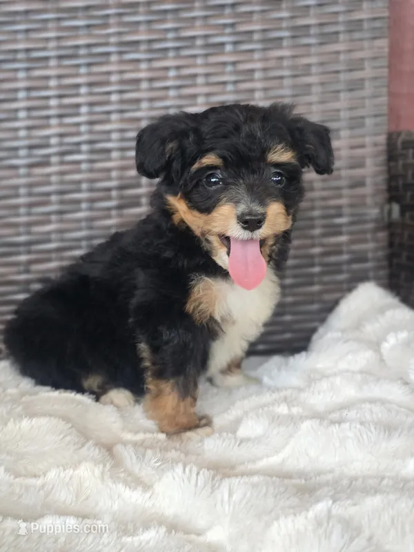 Petunia – Miniature Aussiedoodle puppy for sale in Bealeton, VA