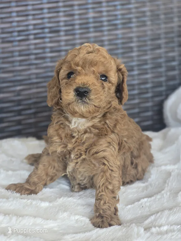 Harry – Miniature Goldendoodle puppy for sale in Bealeton, VA