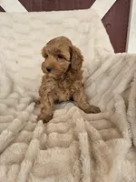 Broomhilda, a female Miniature Goldendoodle for sale in Bealeton, VA – Photo 2 of 2
