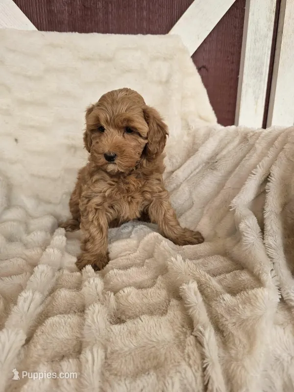 Broomhilda, a female Miniature Goldendoodle for sale in Bealeton, VA – Photo 1 of 2