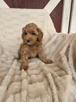 Broomhilda, a female Miniature Goldendoodle for sale in Bealeton, VA – Photo 1 of 2