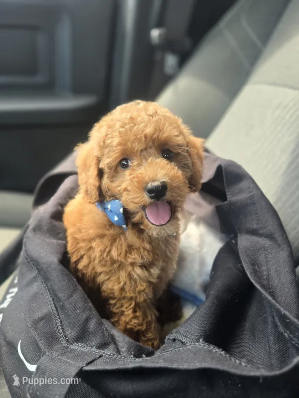 Harry – Miniature Goldendoodle puppy for sale in Bealeton, VA