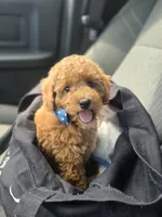 Harry, a male Miniature Goldendoodle for sale in Bealeton, VA – 1 of 2
