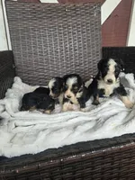 Sapphire, a male Miniature Aussiedoodle for sale in Bealeton, VA – 2 of 2
