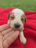 Auggie, a male Miniature Goldendoodle for sale in Bealeton, VA – Photo 1 of 2