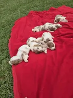 Auggie, a male Miniature Goldendoodle for sale in Bealeton, VA – Photo 2 of 2