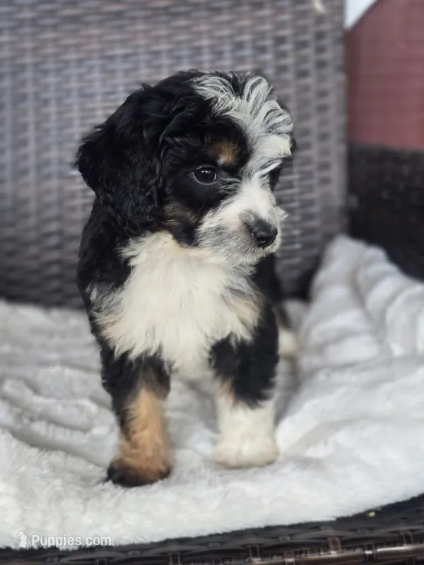 Jolene – Miniature Aussiedoodle puppy for sale in Bealeton, VA