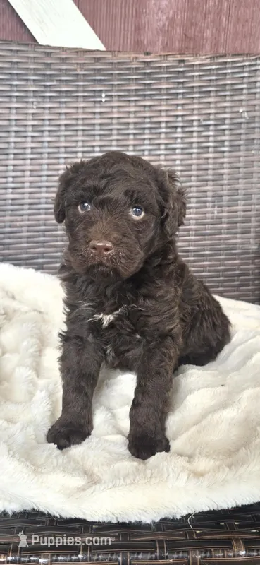 Jasper – Labradoodle puppy for sale in Bealeton, VA