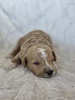 Bandit, a male Labradoodle for sale in Bealeton, VA – 2 of 3