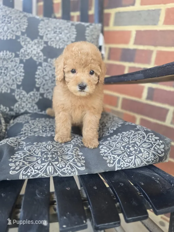 Harley – Miniature Goldendoodle puppy for sale in Bealeton, VA