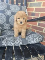 Harley, a male Miniature Goldendoodle for sale in Bealeton, VA – 1 of 1