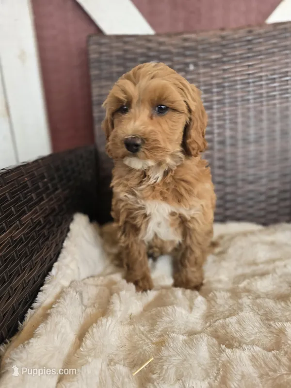 Whimsy – Miniature Goldendoodle puppy for sale in Bealeton, VA