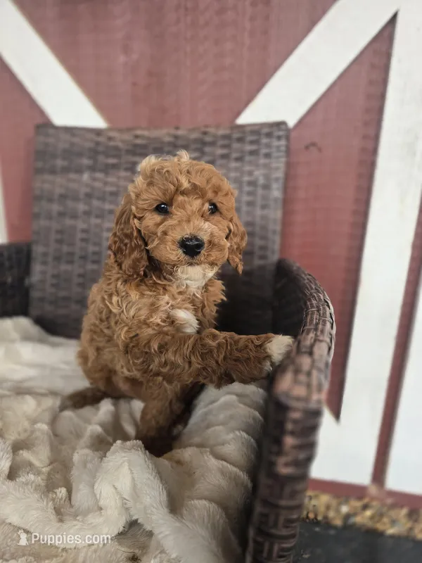 Stella – Miniature Goldendoodle puppy for sale in Bealeton, VA