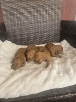 Lucy, a female Miniature Goldendoodle for sale in Bealeton, VA – 2 of 2