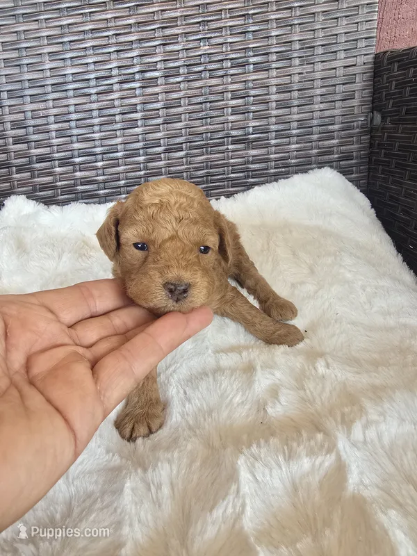 Que – Miniature Goldendoodle puppy for sale in Bealeton, VA