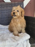 Simon, a male Miniature Goldendoodle for sale in Bealeton, VA – 1 of 2