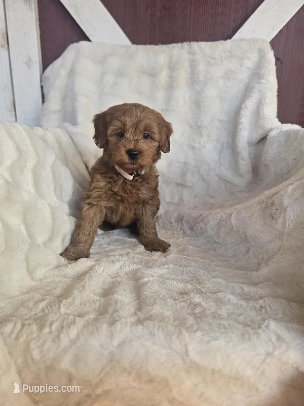 Holly – Miniature Goldendoodle puppy for sale in Bealeton, VA