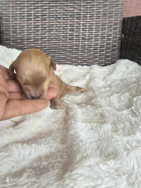 Teddy – Miniature Goldendoodle puppy for sale in Bealeton, VA
