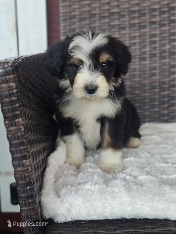 Tripp – Miniature Aussiedoodle puppy for sale in Bealeton, VA