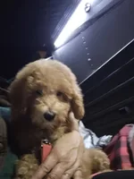 Clifford, a male Goldendoodle and Miniature Goldendoodle for sale in Bealeton, VA – 2 of 3
