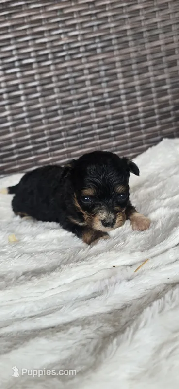 Trudy – Miniature Aussiedoodle puppy for sale in Bealeton, VA