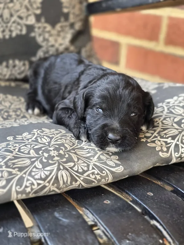 Tux – Labradoodle puppy for sale in Bealeton, VA