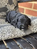 Tux, a male Labradoodle for sale in Bealeton, VA – 1 of 1