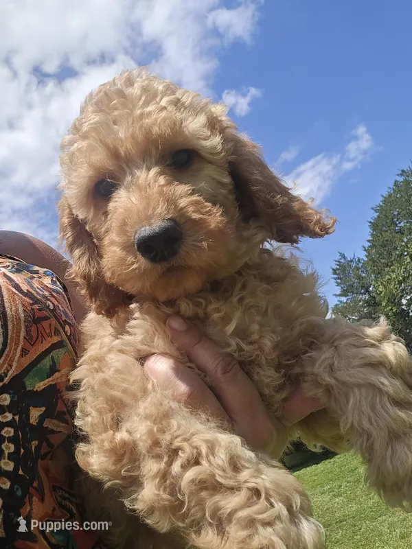 Banjo – Miniature Goldendoodle puppy for sale in Bealeton, VA