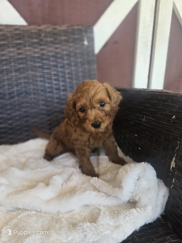 Penny – Miniature Goldendoodle puppy for sale in Bealeton, VA