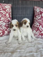 Alice, a female Miniature Goldendoodle for sale in Bealeton, VA – Photo 2 of 2