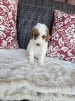 Alice, a female Miniature Goldendoodle for sale in Bealeton, VA – Photo 1 of 2