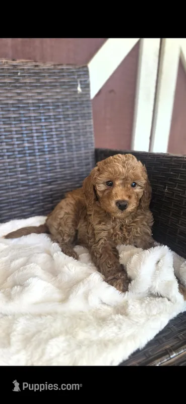 Spencer – Miniature Goldendoodle puppy for sale in Bealeton, VA