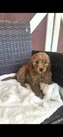 Spencer, a male Miniature Goldendoodle for sale in Bealeton, VA – 1 of 1