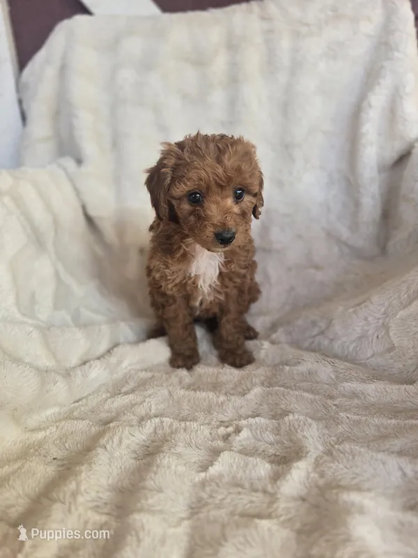 Nugget – Miniature Goldendoodle puppy for sale in Bealeton, VA