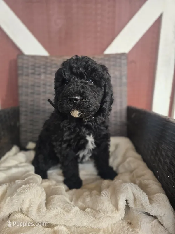 Vader – Miniature Goldendoodle puppy for sale in Bealeton, VA