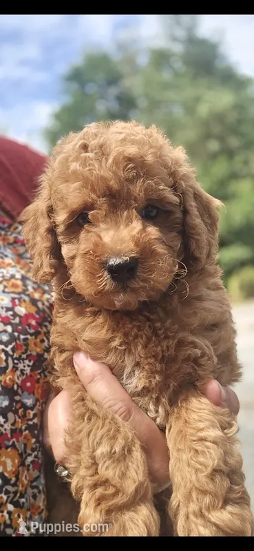 Harry – Miniature Goldendoodle puppy for sale in Bealeton, VA
