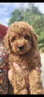 Harry, a male Miniature Goldendoodle for sale in Bealeton, VA – 2 of 2