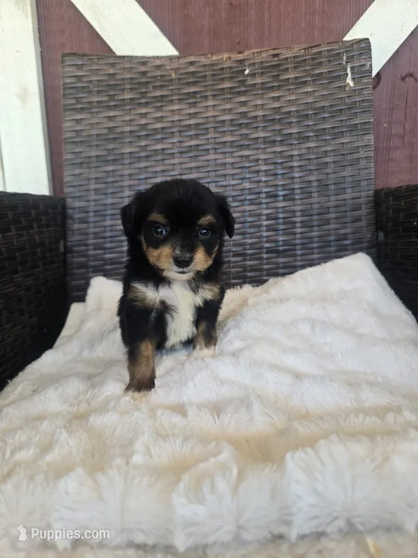 Petunia – Miniature Aussiedoodle puppy for sale in Bealeton, VA