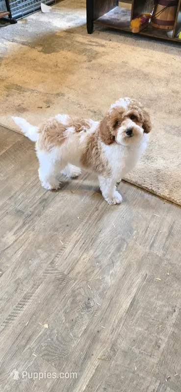 Dolly – Miniature Goldendoodle puppy for sale in Bealeton, VA