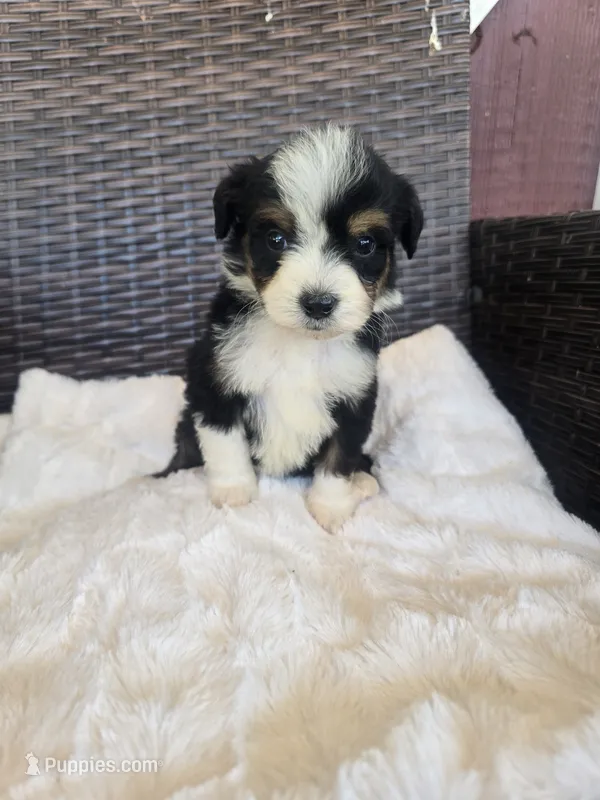 Tripp – Miniature Aussiedoodle puppy for sale in Bealeton, VA
