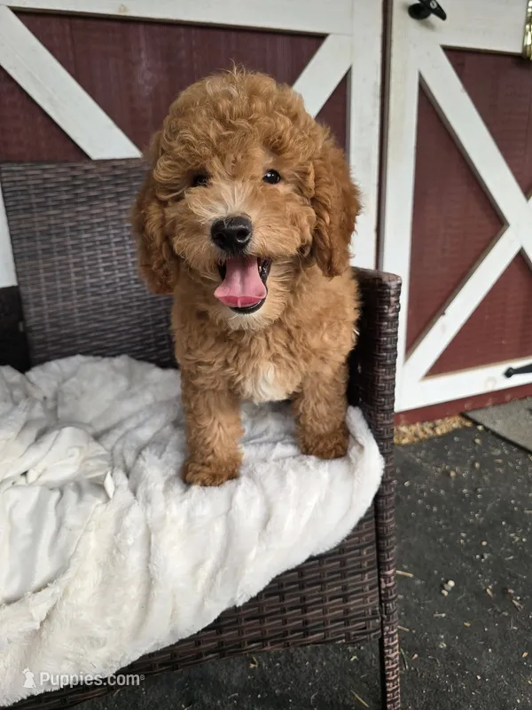 Clifford – Goldendoodle, Miniature Goldendoodle puppy for sale in Bealeton, VA