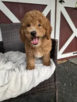 Clifford, a male Goldendoodle and Miniature Goldendoodle for sale in Bealeton, VA – 1 of 3