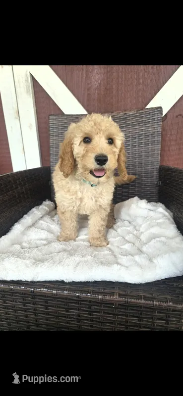 Barney – Miniature Goldendoodle puppy for sale in Bealeton, VA