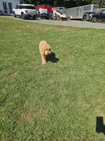 Mason, a male Goldendoodle for sale in Bealeton, VA – Photo 2 of 2