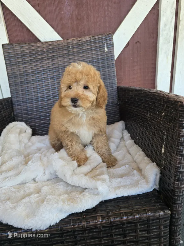 Snazzy – Miniature Goldendoodle puppy for sale in Bealeton, VA