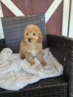 Snazzy, a male Miniature Goldendoodle for sale in Bealeton, VA – 1 of 1