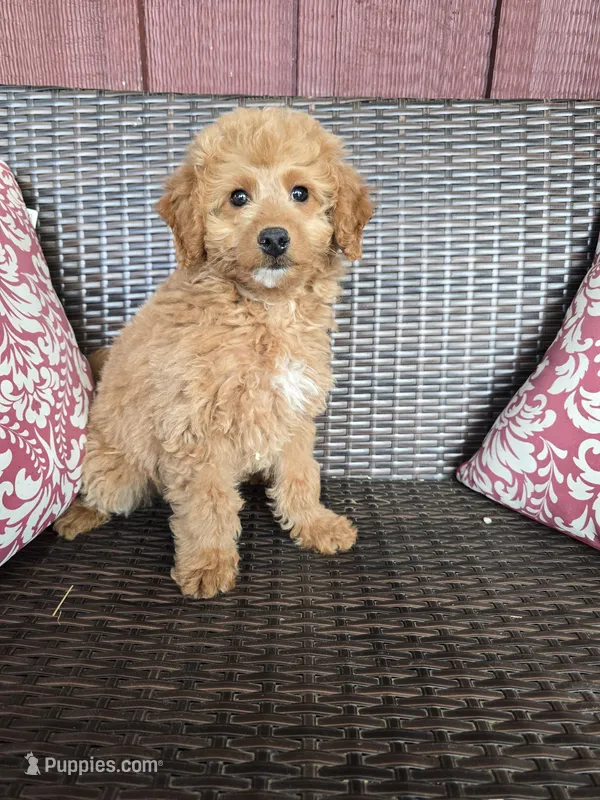 Kirby – Miniature Goldendoodle puppy for sale in Bealeton, VA