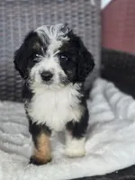 Jolene, a male Miniature Aussiedoodle for sale in Bealeton, VA – 2 of 2