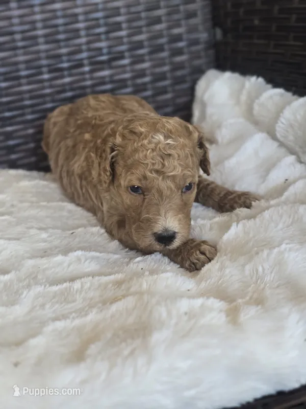 Biscuit – Labradoodle puppy for sale in Bealeton, VA