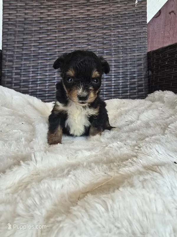 Petunia – Miniature Aussiedoodle puppy for sale in Bealeton, VA
